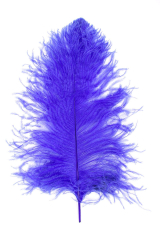 Ostrich Wing selected Q. 50/60cm purple