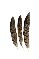 Lady-Amherst Pheasant 1st Q, 15-20cm, PACK of 10